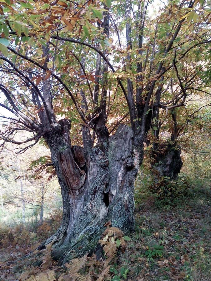 Casa Nel Bosco, Appennino Tosco Emiliano Apartman Camugnano Kültér fotó